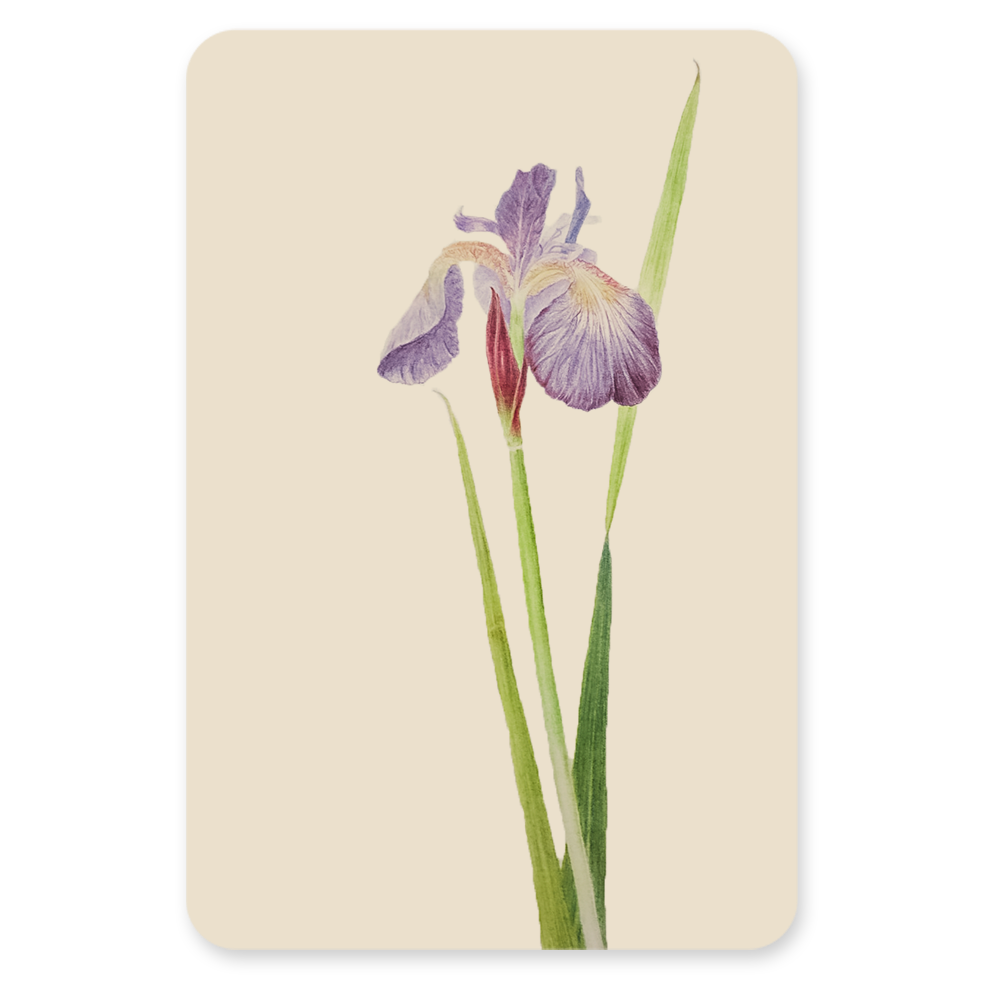Postkaart - Iris