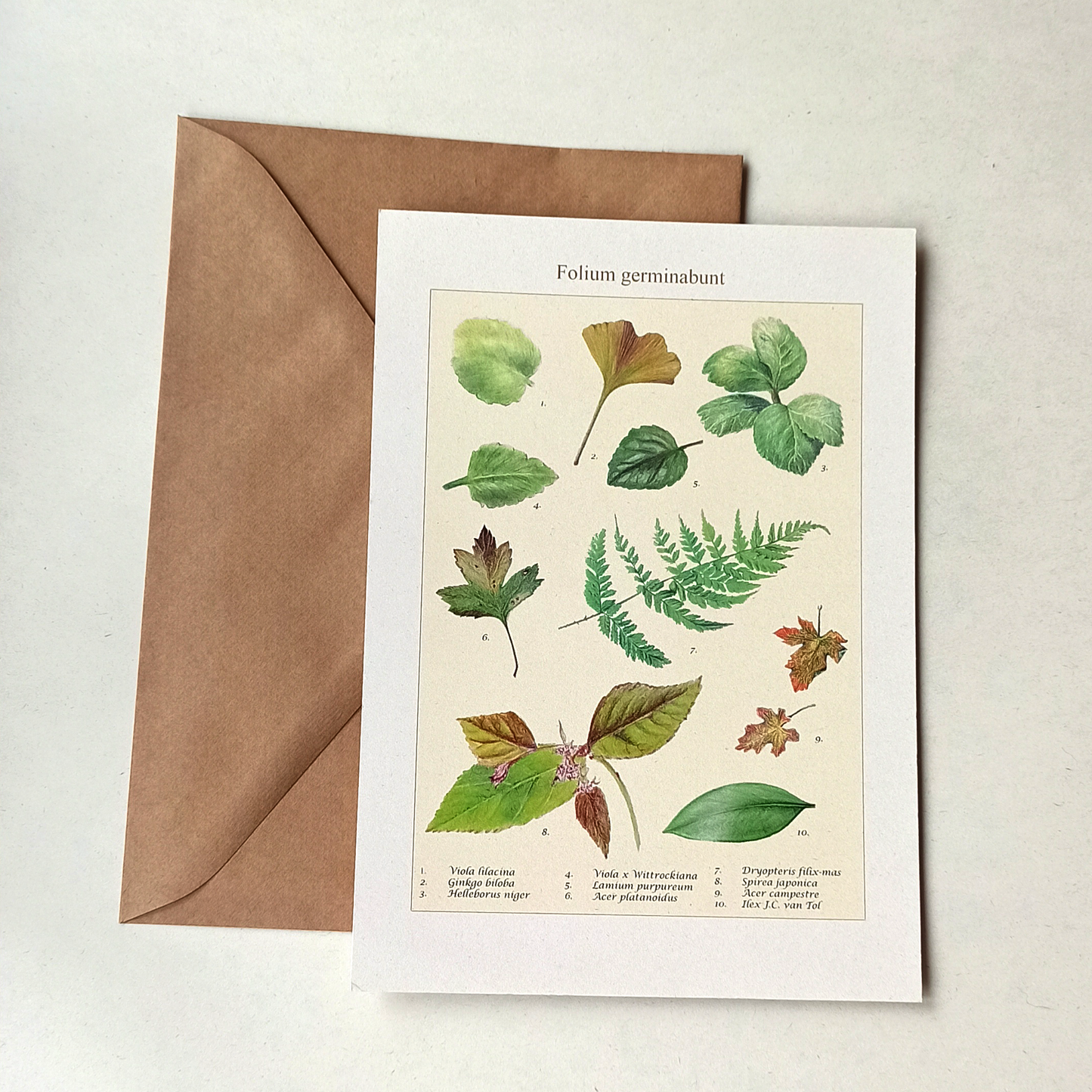 Art print A5 - Folium