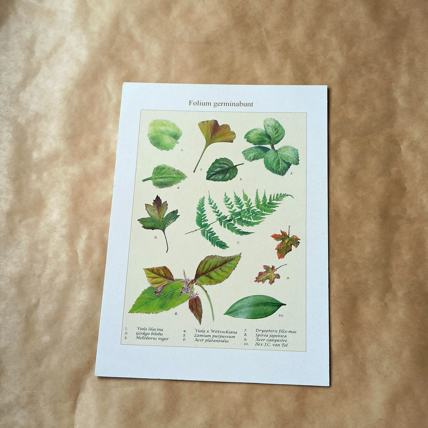 Art print A5 - Folium