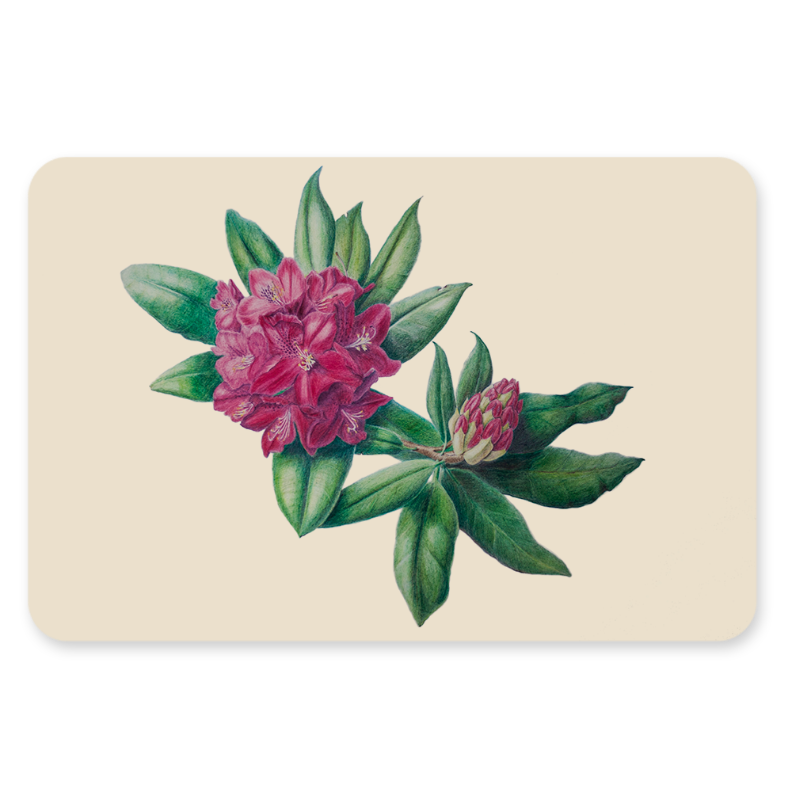 Postkaart - Rododendron