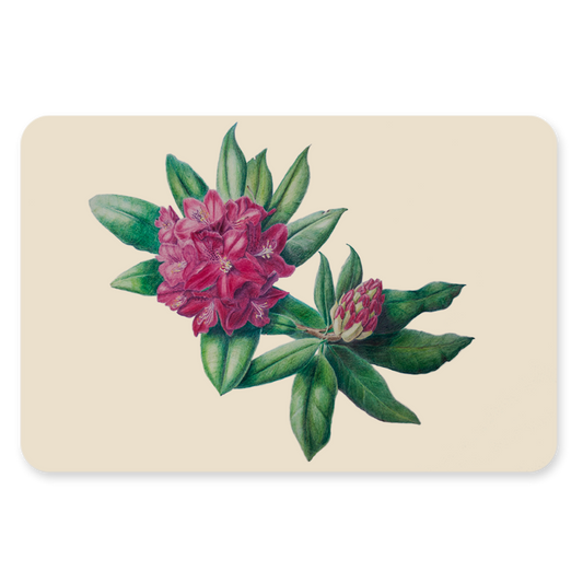 Postkaart - Rododendron