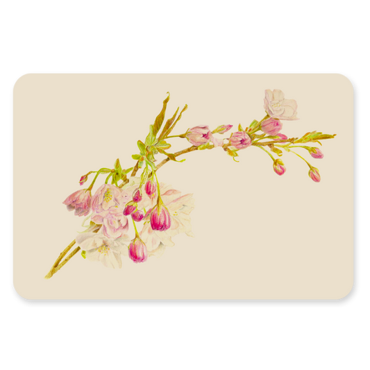 Postkaart - Prunus