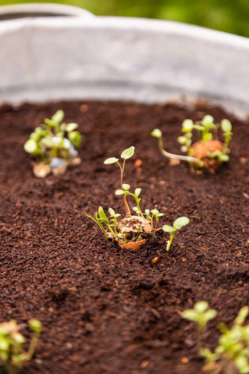 Geschenkdoos 'Thank You' – bio Tuin- en Keuken Kruidenmix